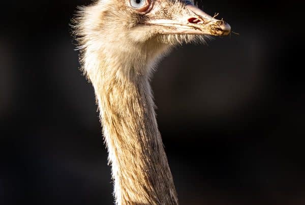Ostrich Antibodies - BC Ostrich Farm - Coronavirus