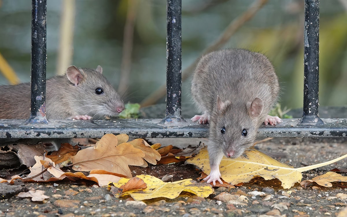 🐀 Rat Park: Rethinking Addiction, Connection, and the Cages We Can’t See