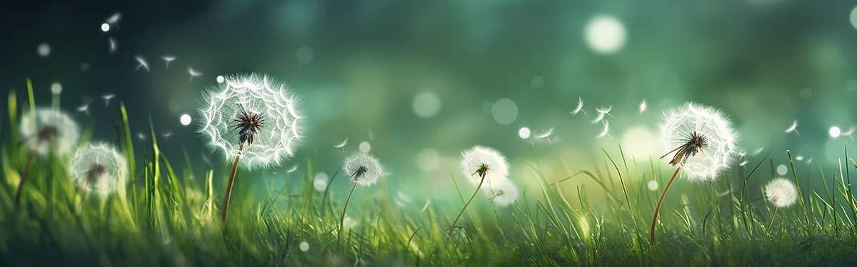 The Dandelion Deception: How One of Nature’s Most Powerful Healing Plants Was Turned into a Weed